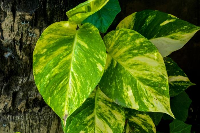 feng shui -puutarha Epipremnum aureum efeutute