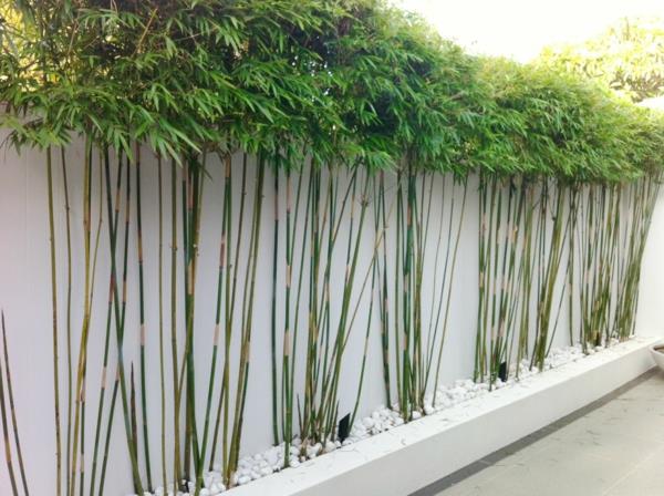 feng shui puutarha bambu taimi valkoiset kivet