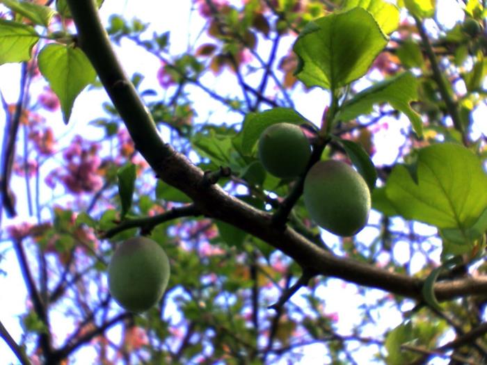 feng shui -puutarhan ume -puutarhaideoita