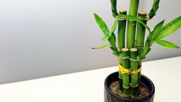 feng shui säännöt elementit sisustusideoita sisätilojen kasvit bambu