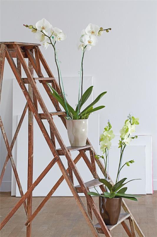 feng shui huonekasvit aisatic -tyylinen kotiideoita orkideoita