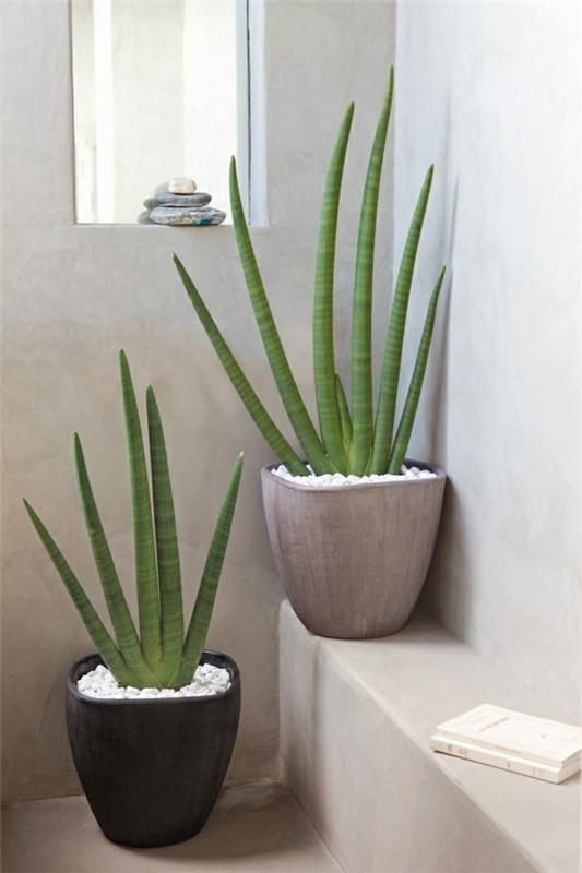 feng shui huonekasvit aasialaistyylinen kotiideoita aloe vera ruukkukasveja