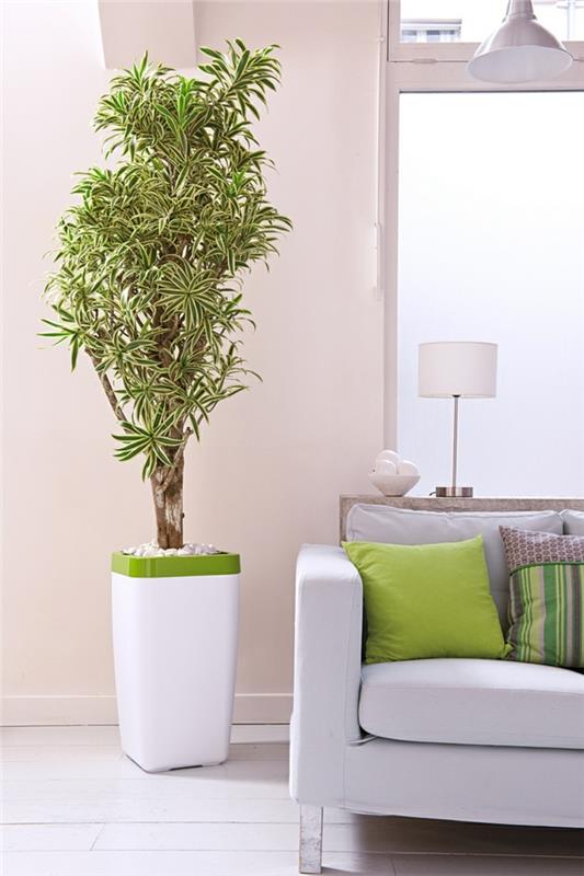 feng shui huonekasvit dracaena reflexa -reunainen lohikäärmepuu olohuoneen oloideoita