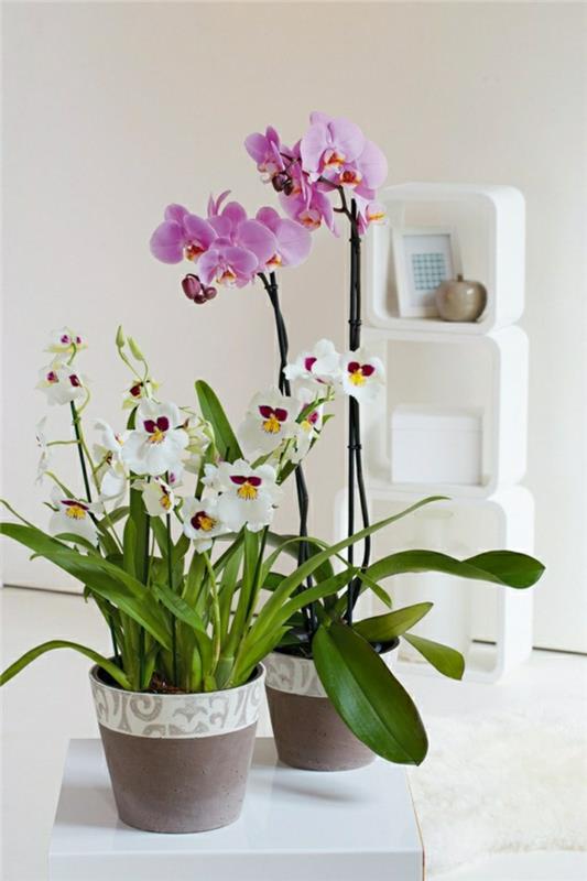 feng shui huonekasvit orkideat ruukkukasvit