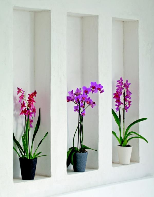 feng shui huonekasvit orkideat ruukkukasvit seinän suunnittelu