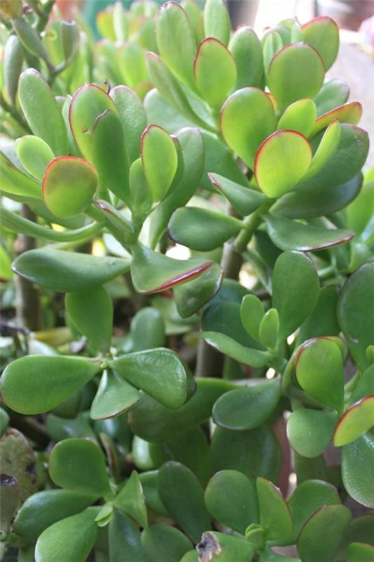 feng shui huonekasvit elävät ideat helppohoitoinen rahapuu