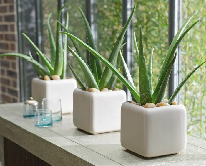 feng shui huonekasvit elävät ajatukset positiivista energiaa aloe vera