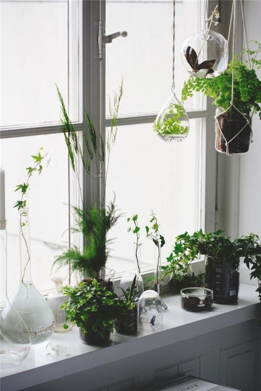 ikkunalaudan koristekasvit deco -ideoita