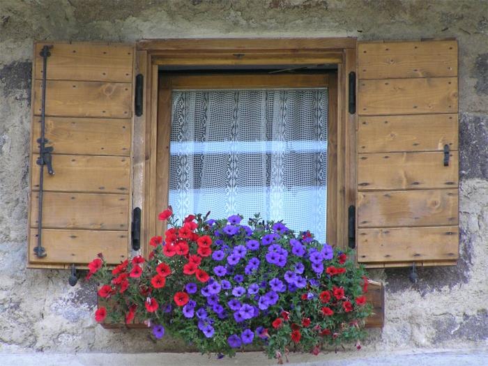 Ikkunan koristeluun kuuluvat petuniat
