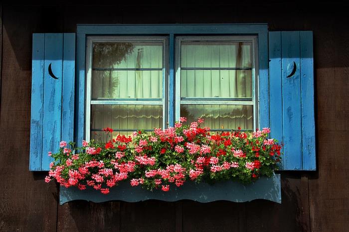 ikkunan koristelu pelargoniat sininen ikkunan runko maalaismainen