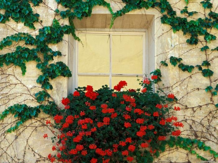 ikkunan koristelu punainen geranium ivy
