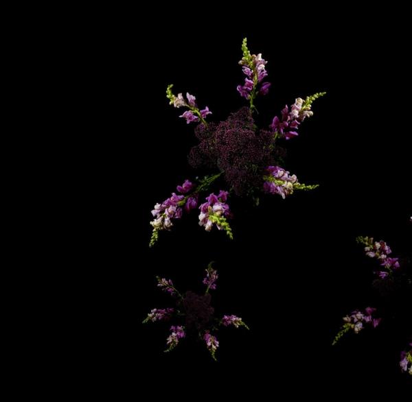 ilotulitus kasvit kukat violetti