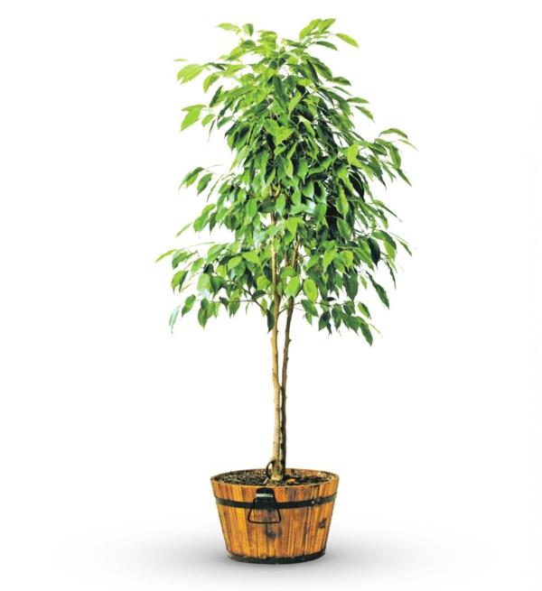 ficus tree kaunis sisustusideoita helppohoitoisia kasveja