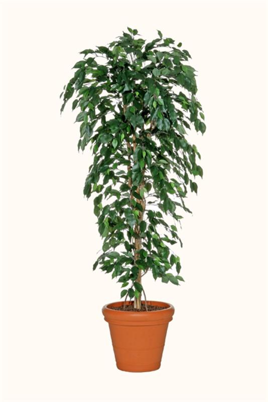 ficus benjamina -kasvien helppohoitoiset koristeideat
