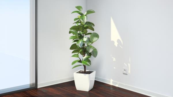 ficus elastica kasvi valkoinen tyylikäs kukkaruukku