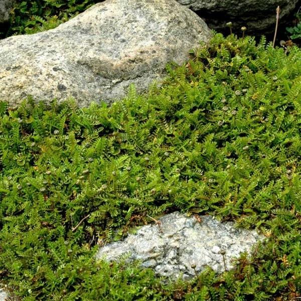 höyhenpehmusteet Cotula dioica vihreä jalkakäytävä