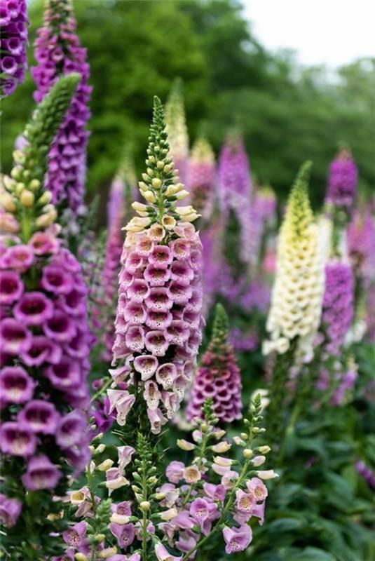 sormustimet Digitalis sp. mehiläisystävälliset monivuotiset kasvit