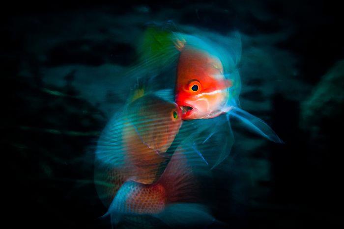 kala punaisilla kuvilla vedenalaisia ​​kuvia