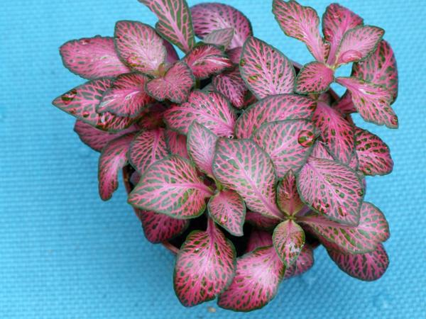 fittonia verschaffeltii kauniita koriste -ideoita puutarhakasveja