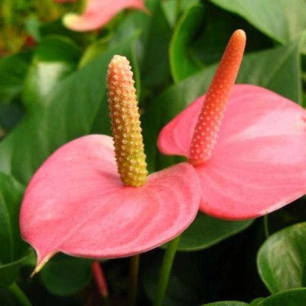 flamingon kukka anthurium kukat ja lehdet