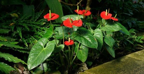 flamingo kukka anthurium punainen korkeat kukat trooppinen kasvi