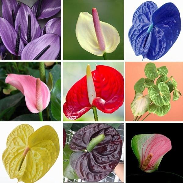 flamingo kukka anthurium erilaisia ​​lehtiä ja kukkia