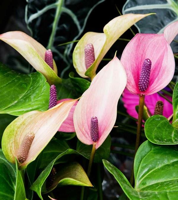 flamingo kukka anthurium violetti