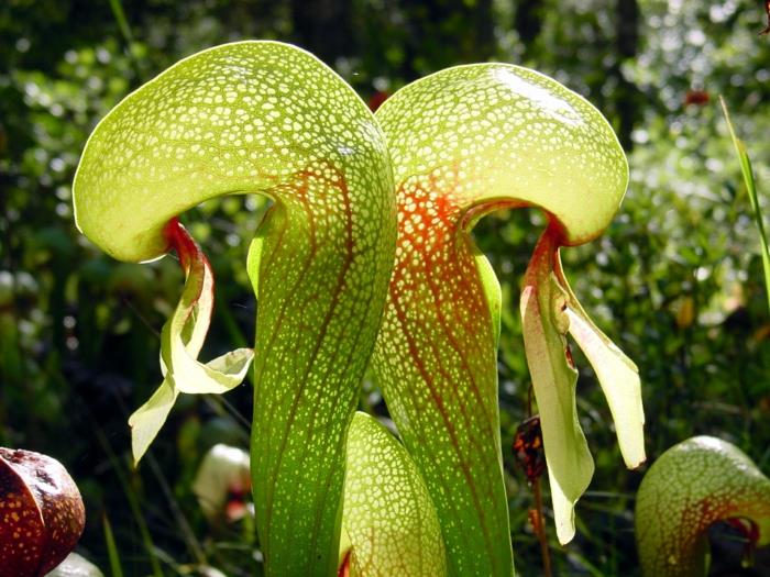 lihansyöjäkasvit darlingtonia californica orgaaniset muodot