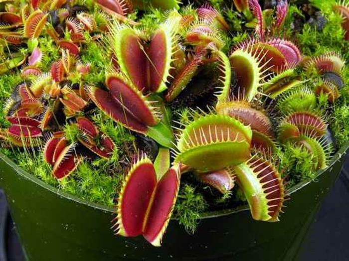 lihansyöjäkasvit dionaea muscipula