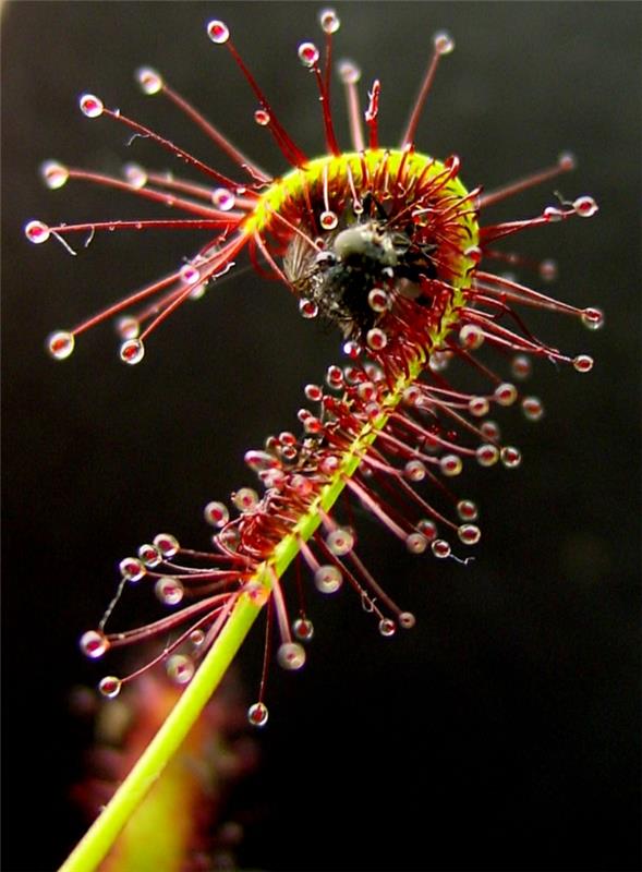 lihansyöjäkasvit drosera capensis