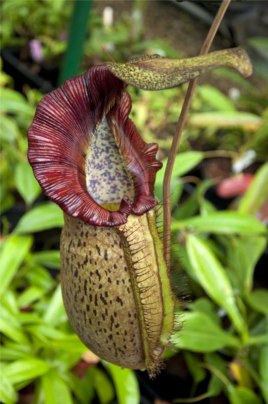 lihansyöjäkasvit nepenthes