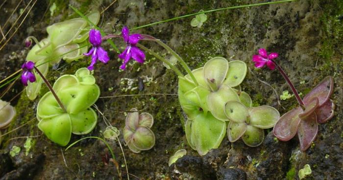 lihansyöjäkasvit pinguicula moranensis