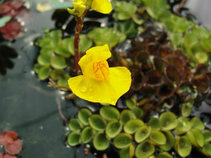 lihansyöjäkasvit utricularia vulgaris