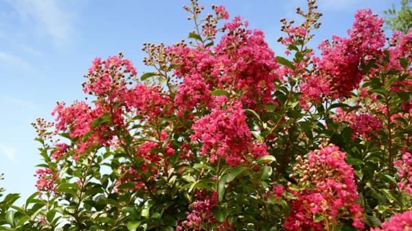 eteläisen lagerstroemia indican lilat