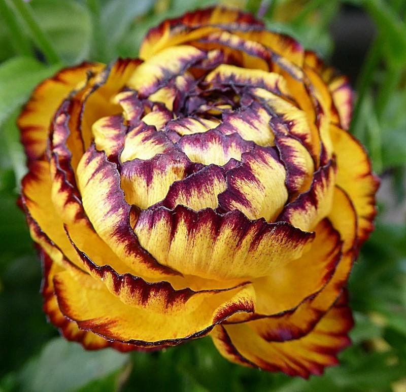 kukka power ranunculus punainen keltainen