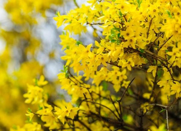 forsythia nopeasti kasvavat pensaat keltaisia