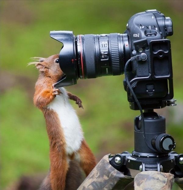 kamera hd ammattimainen villieläimet