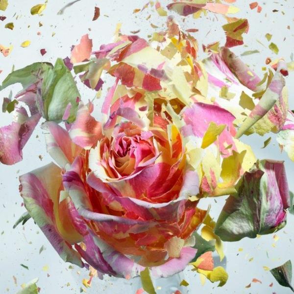 valokuvataide värikäs ruusu martin klimas