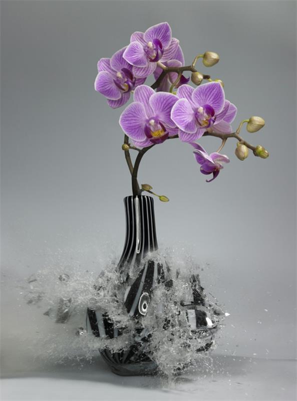 valokuvataide orkidea maljakko