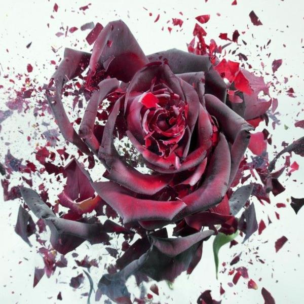 valokuvataide punainen ruusu martin klimas