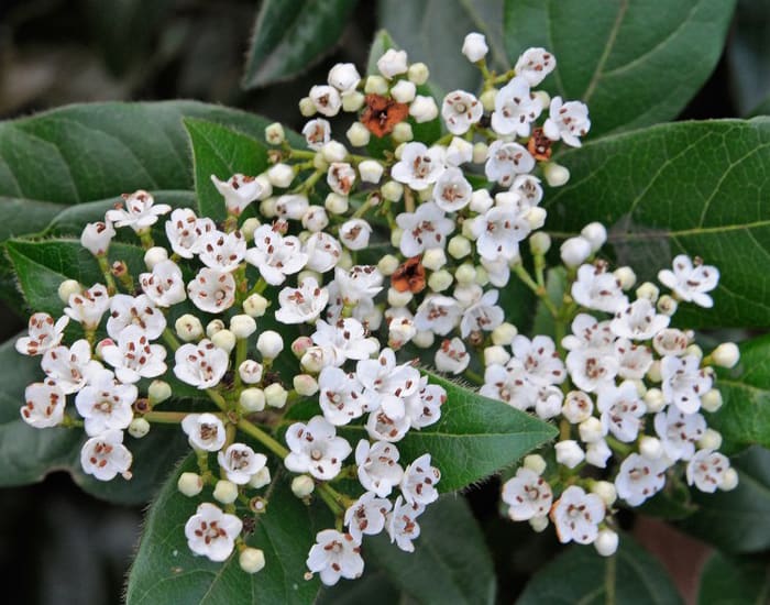 Viburnum