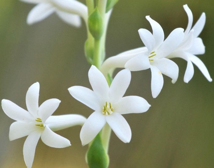 Tuberose