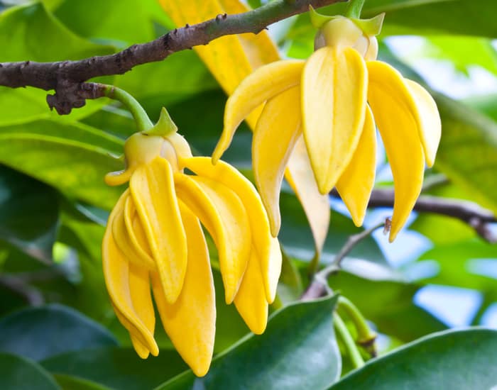 Ylang Ylang