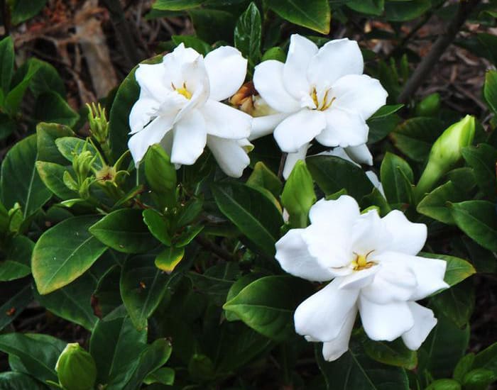 Gardenia