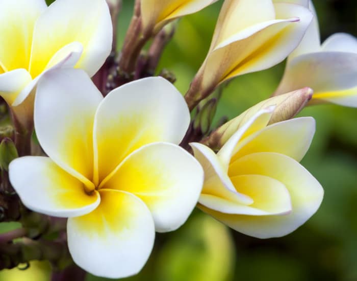 Plumeria