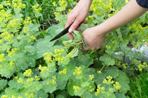 naisten vaipan alchemilla koristeena