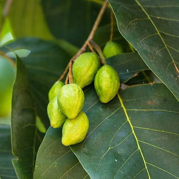 hedelmät haritaki terminalia chebula puussa