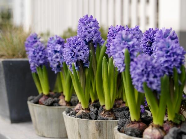 kevään kukat parveke istutus istutuskukat violetit hyasintit