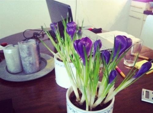 kevät sisustus kirjoituspöytä kukkaruukut krookus kynttilät