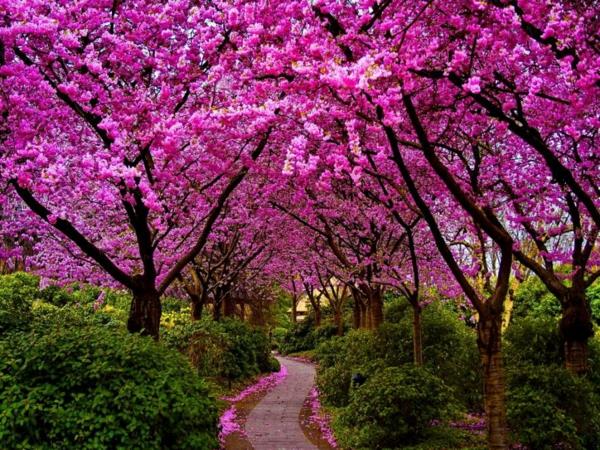 kevät raikkaus väri kukat kävellä